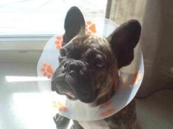 Génia Carcan Funcol Vert 15 Cm