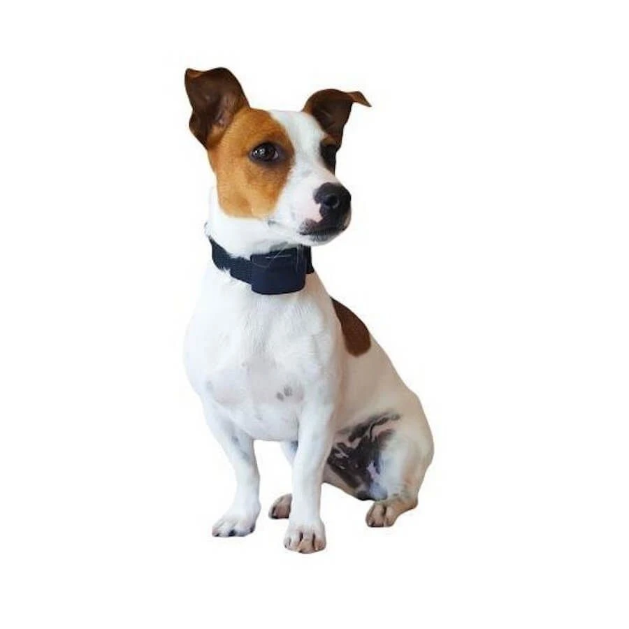 Collier Seul Pour Canifugue Small – Image 2