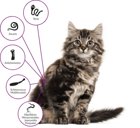 Drontal Chat 2 Cps 5 Drontal Chat 2 Cps – Image 3