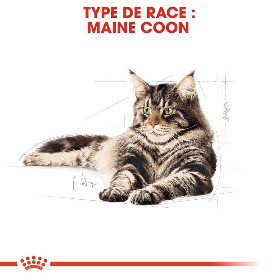 Royal Canin Maine Coon Adult 4 Kg 5 Royal Canin Maine Coon Adult 4 Kg – Image 3