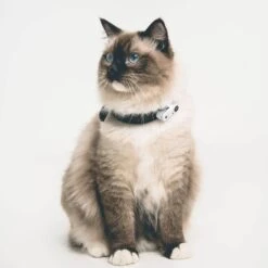 Tickless Mini Cat Blanc Rechargeable -Trixie || BEAPHAR || Zolux Soldes Boutique tickless mini cat blanc rechargeable3