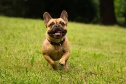 Tickless Pet Noir à Pile 7 Tickless Pet Noir à Pile -Trixie || BEAPHAR || Zolux Soldes Boutique tickless pet noir pile3