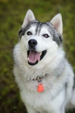 Tickless Pet Orange à Pile 7 Tickless Pet Orange à Pile -Trixie || BEAPHAR || Zolux Soldes Boutique tickless pet orange pile3 1