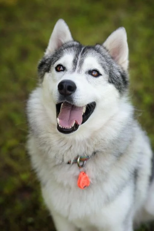 Tickless Pet Orange à Pile 5 Tickless Pet Orange à Pile – Image 3