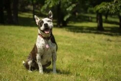 Tickless Pet Rose à Pile 7 Tickless Pet Rose à Pile -Trixie || BEAPHAR || Zolux Soldes Boutique tickless pet rose pile3